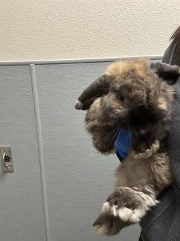 Bunny Rabbit Rabbits Available for Adoption in Las Vegas, Nevada - MELONA | PetCurious
