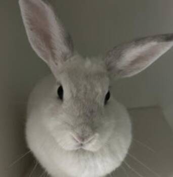 Florida White Rabbits Available for Adoption in New York, New York - Saturn | PetCurious