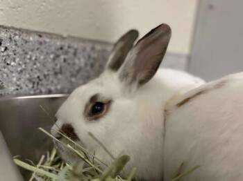 Rescue Lop Eared Rabbits for Adoption in Fruit Heights, Utah - Meredith | PetCurious
