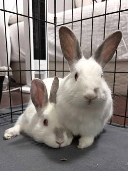 Jasmine & Tommy -  Himalayan Rabbit for Adoption in Los Angeles, California - Jasmine & Tommy | PetCurious