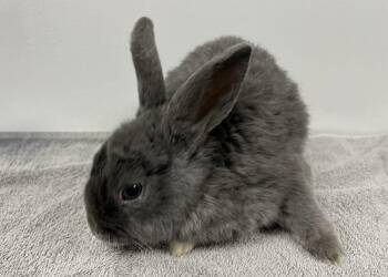 Bunny Rabbit Rabbits Available for Adoption in Westford, Massachusetts - Reuben | PetCurious