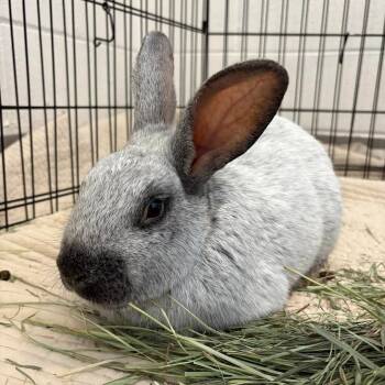 Rescue Champagne Dargent Rabbits for Adoption in Hyde Park, New York - Hopscotch | PetCurious