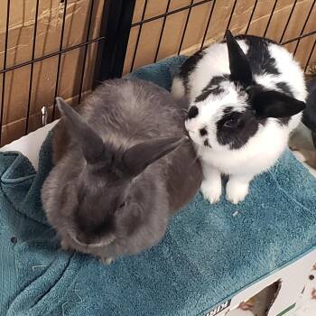 Rescue Bunny Rabbit Rabbits for Adoption in Erie, Colorado - Lola Bonded With Millie | PetCurious