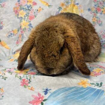Holland Lop Rabbits Available for Adoption - Jif | PetCurious