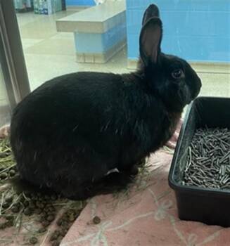 GRAVY -  Bunny Rabbit Rabbit for Adoption in St. Louis, Missouri - GRAVY | PetCurious