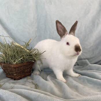 Bunny Rabbit Rabbits Available for Adoption in Camarillo, California - OWEN | PetCurious