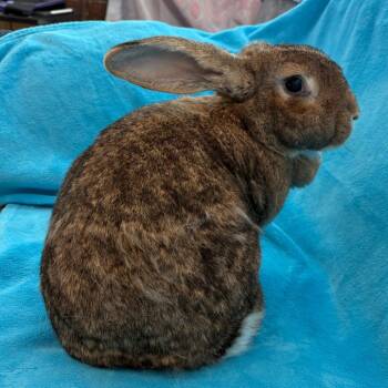 Rescue French Lop Rabbits for Adoption in Napa, California - Winston | PetCurious
