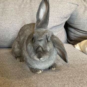 Flemish Giant Rabbits Available for Adoption in Grand Rapids, Michigan - Bluebell | PetCurious