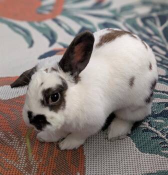 Rescue Bunny Rabbit and Dutch Rabbits for Adoption in San Francisco, California - BRITE | PetCurious