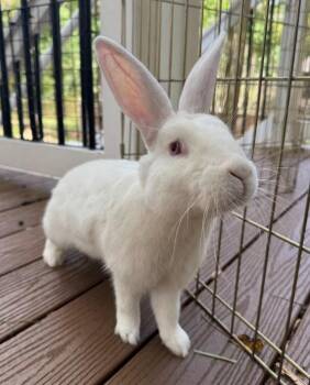 Rescue Florida White Rabbits for Adoption in Columbia, Maryland - Jimmy | PetCurious