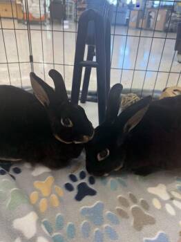 Leila -  Rex Rabbit for Adoption in San Tan Valley, Arizona - Leila | PetCurious