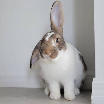 Carlisle -  Rex Rabbit for Adoption in Port Charlotte, Florida - Carlisle | PetCurious