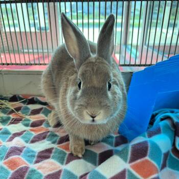 Carl -  Bunny Rabbit Rabbit for Adoption in Lindon, Utah - Carl | PetCurious