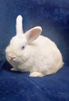 Rescue Bunny Rabbit and Dwarf Rabbits for Adoption in Lake Elsinore, California - Shortcut | PetCurious