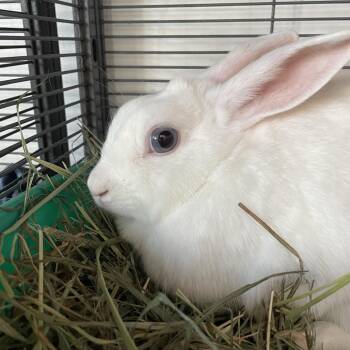 Applebee -  American Rabbit for Adoption in Warwick, Rhode Island - Applebee | PetCurious