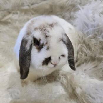 Crunchy -  Holland Lop Rabbit for Adoption in Kalamazoo, Michigan - Crunchy | PetCurious