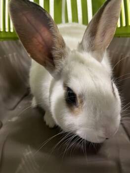 Bunny Rabbit Rabbits Available for Adoption in Derwood, Maryland - CLOCKWORK | PetCurious