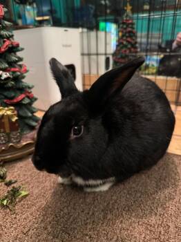Havana and Dutch Rabbits Available for Adoption in Melbourne, Florida - Tempest And Lemon | PetCurious