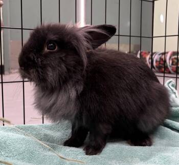 Blackjack -  Lionhead and American Rabbit for Adoption in Oakland, California - Blackjack | PetCurious