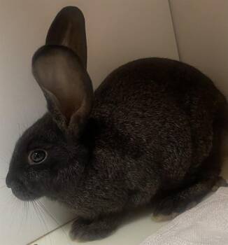 BURT -  Bunny Rabbit and American Rabbit Available for Adoption - BURT | PetCurious