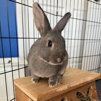 Crinkle -  Bunny Rabbit Rabbit Available for Adoption in Wilmington, Delaware - Crinkle | PetCurious