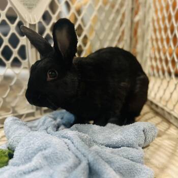 Rescue Havana Rabbits for Adoption in Andover, Connecticut - Licorice | PetCurious
