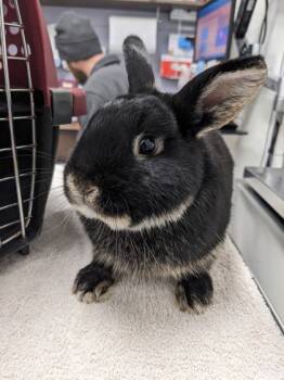 Rescue English Lop and French Lop Rabbits for Adoption in Cleveland, Ohio - Blueberry | PetCurious