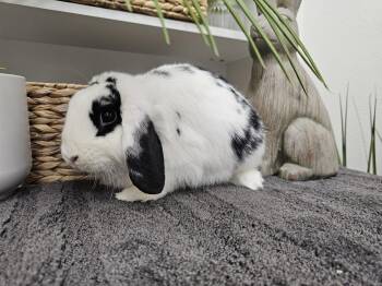 Sissy -  Mini Lop Rabbit for Adoption in San Tan Valley, Arizona - Sissy | PetCurious