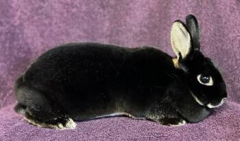 Mini Rex Rabbits Available for Adoption in Salinas, California - Cleopatra | PetCurious