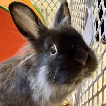 Lionhead Rabbits Available for Adoption - Licorice | PetCurious