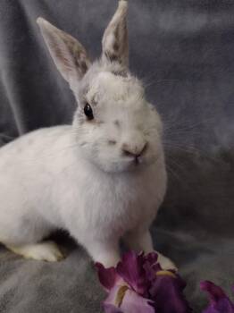 Dwarf Rabbits Available for Adoption in Plymouth, Michigan - Julie | PetCurious