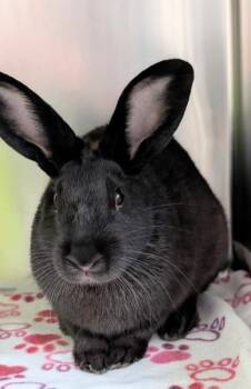 Cheddar -  Havana Rabbit for Adoption in Sacramento, California - Cheddar | PetCurious
