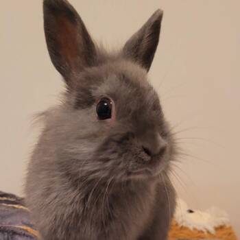 Rescue Bunny Rabbit Rabbits for Adoption in Cambridge, Ontario - Dusty | PetCurious
