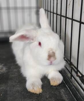 Rescue Bunny Rabbit Rabbits for Adoption in Navarre, Florida - Angel | PetCurious