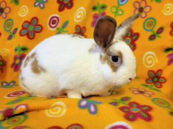 Demeter -  Bunny Rabbit Rabbit for Adoption in Ankeny, Iowa - Demeter | PetCurious