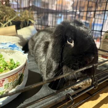 Mindy -  Holland Lop Rabbit for Adoption in Norwalk, Connecticut - Mindy | PetCurious