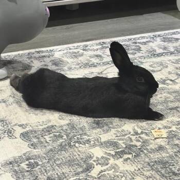 Celeste (South Surrey) -  Bunny Rabbit Rabbit for Adoption in Vancouver, British Columbia - Celeste (South Surrey) | PetCurious