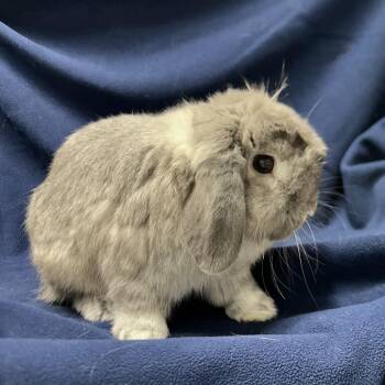 Holland Lop and Rabbit Domesticmix Rabbits Available for Adoption in Oak Park, Illinois - Biles | PetCurious