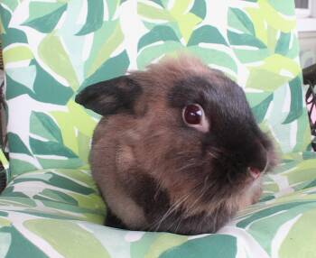 Rescue Lionhead Rabbits for Adoption in IND HILLSIDE, New Jersey - Precious | PetCurious