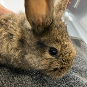 Wisteria -  Bunny Rabbit Rabbit for Adoption in Asheville, North Carolina - Wisteria | PetCurious