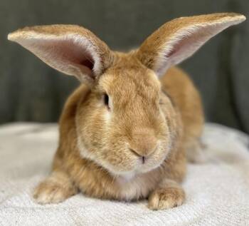 Cooper -  Flemish Giant Rabbit for Adoption in Salinas, California - Cooper | PetCurious