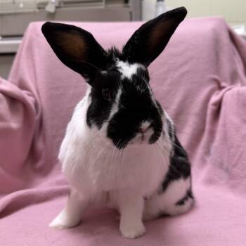 Apollo -  American Rabbit for Adoption in Jefferson, Wisconsin - Apollo | PetCurious