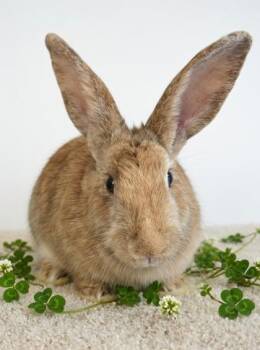 American Rabbits Available for Adoption - Bumble Bee | PetCurious