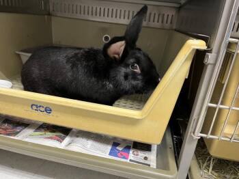 Nosey -  Flemish Giant Rabbit for Adoption in Pflugerville, Texas - Nosey | PetCurious