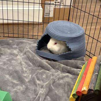 Lionhead Rabbits Available for Adoption - Butter | PetCurious