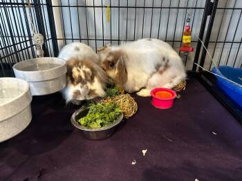 Lionhead and Lop Eared Rabbits Available for Adoption in Philadelphia, Pennsylvania - Theodora & Wendy | PetCurious