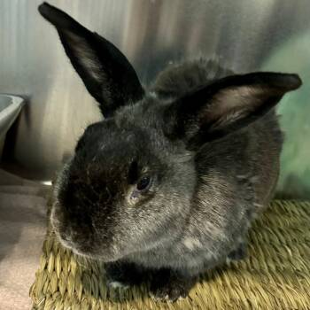 Rescue American Rabbits for Adoption in Clearwater, Florida - Wabbit | PetCurious