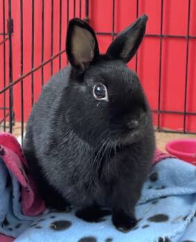 Bun Bun -  Dwarf and Satin Rabbit for Adoption in Chicago, Illinois - Bun Bun | PetCurious