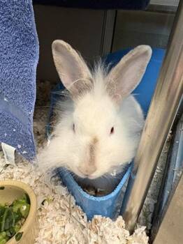 MISS MUTTONCHOPS -  Bunny Rabbit Rabbit for Adoption in Omaha, Nebraska - MISS MUTTONCHOPS | PetCurious