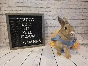 Joanna -  Bunny Rabbit Rabbit for Adoption in Columbus, Ohio - Joanna | PetCurious